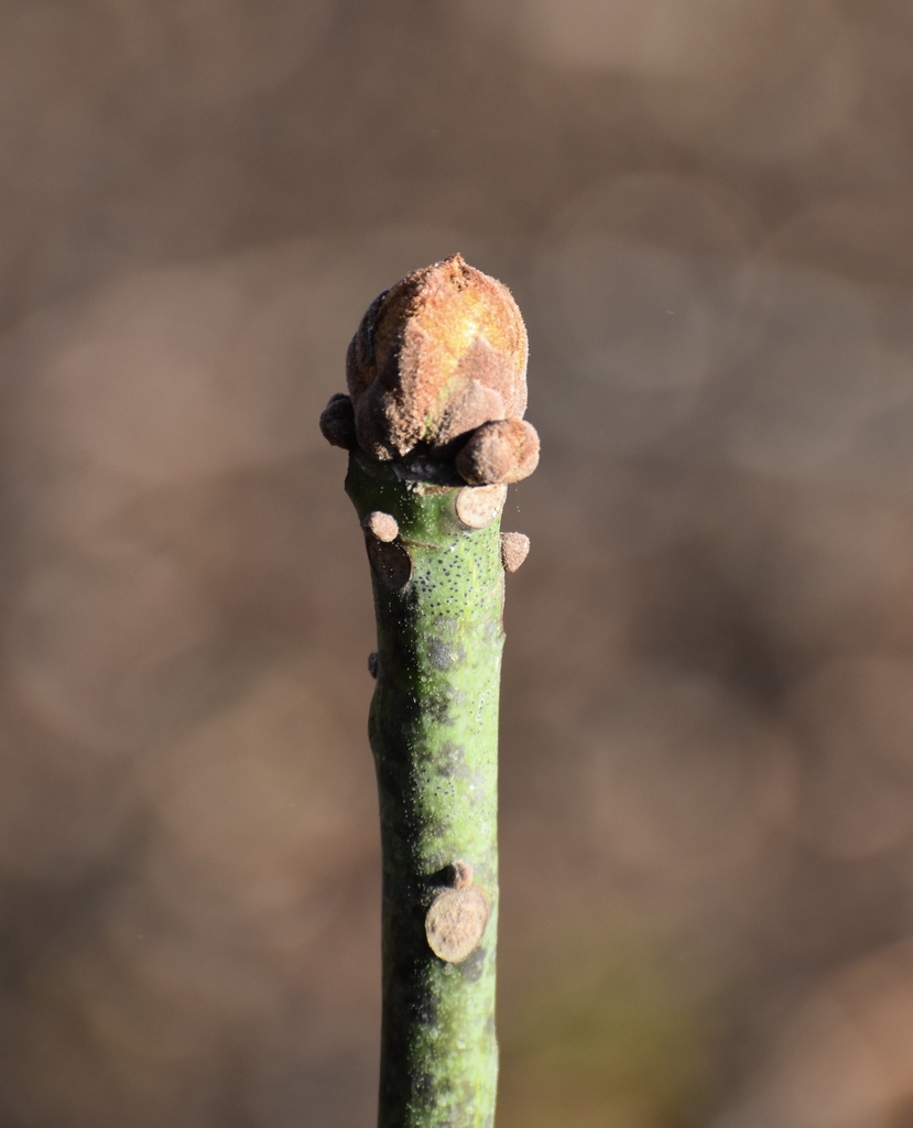 Stem Tip - April 1 - Warren Co., NC