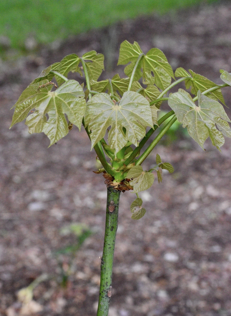 Leaves, Stem & Branches - April - Warren Co., NC