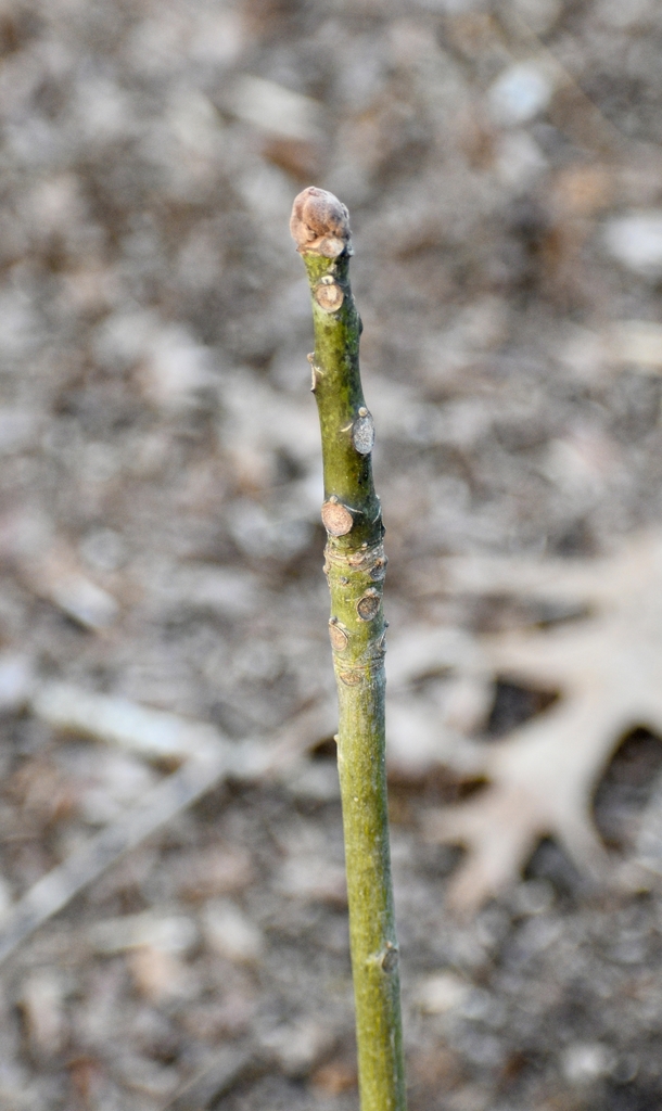 Green Bark darker on new growth March