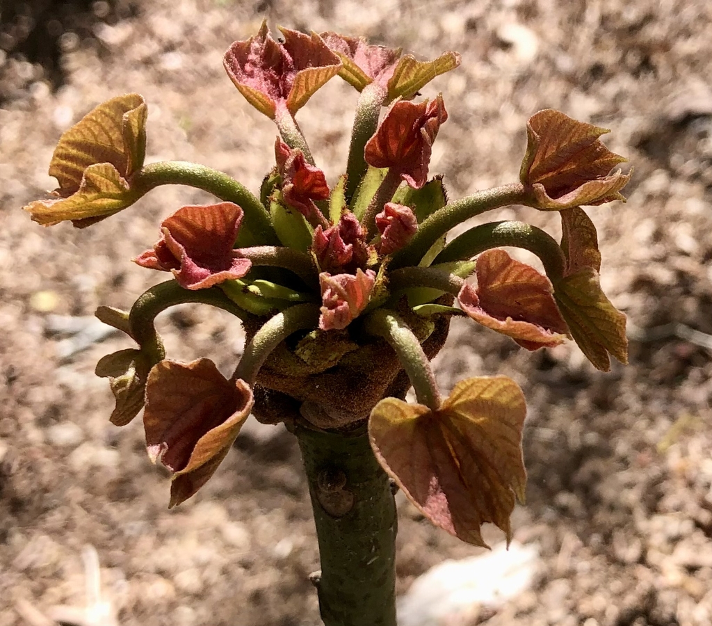 New Leaves Closeup - April 10 - Warren Co., NC