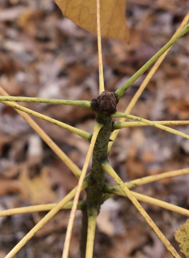 In Mid November alternating long petioles with dropped leaves