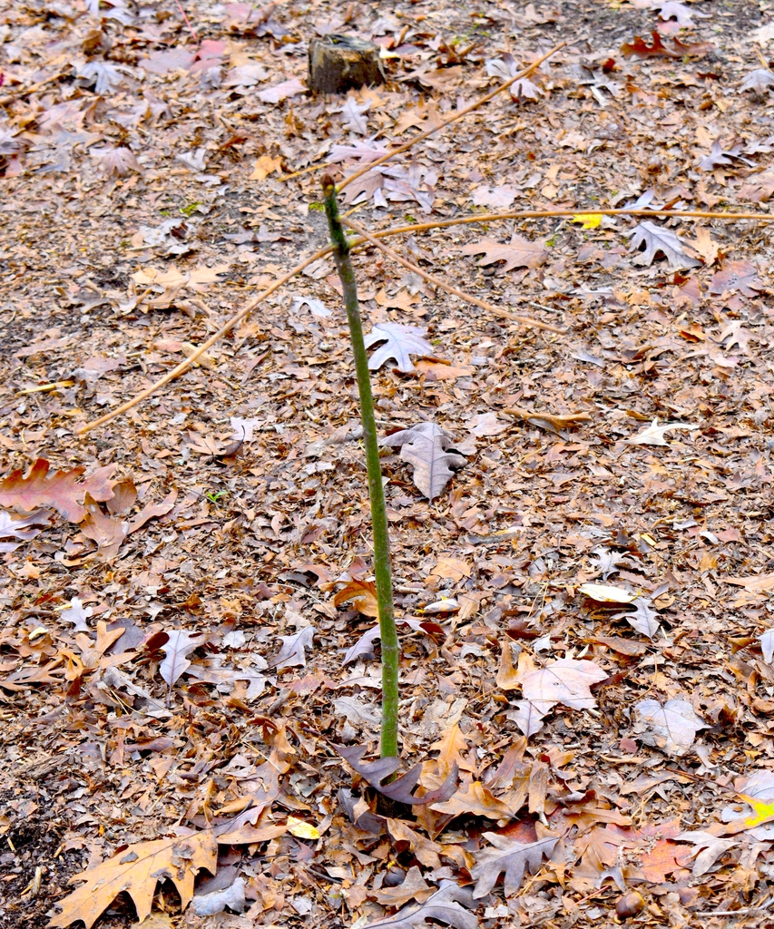 In December Bark Green dropped petioles and leaves