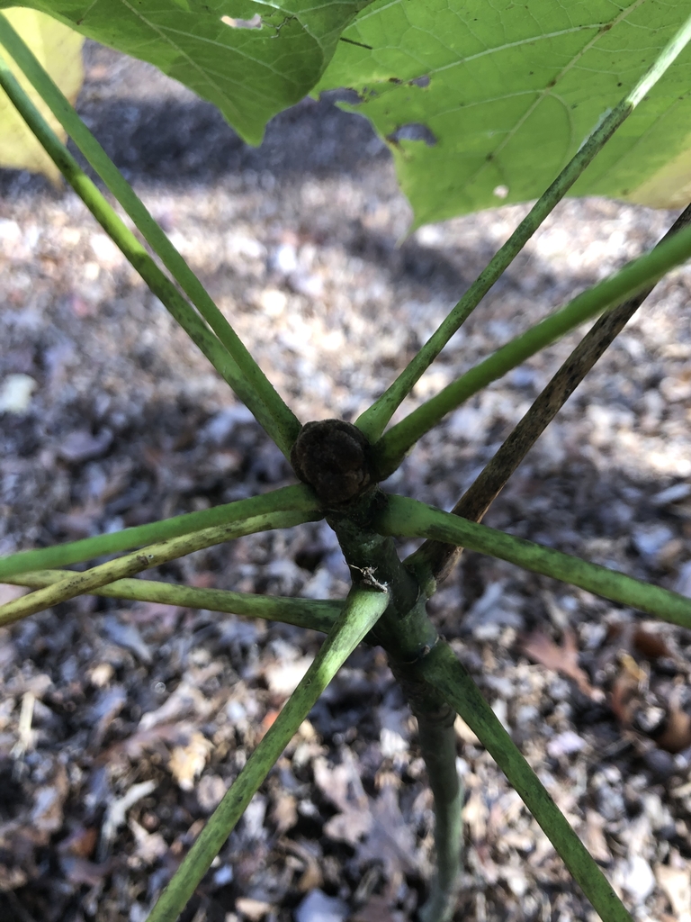 Petioles, Large Leaves and Bark Green early Fall