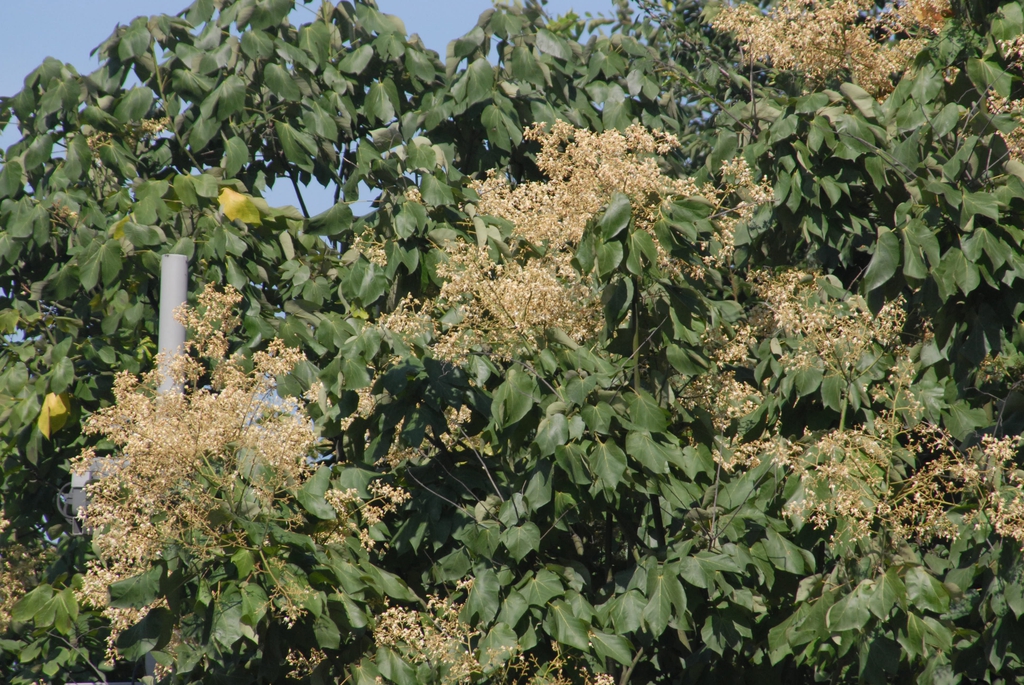 Firmiana simplex
