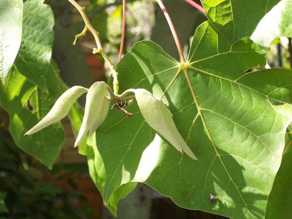 Fruit