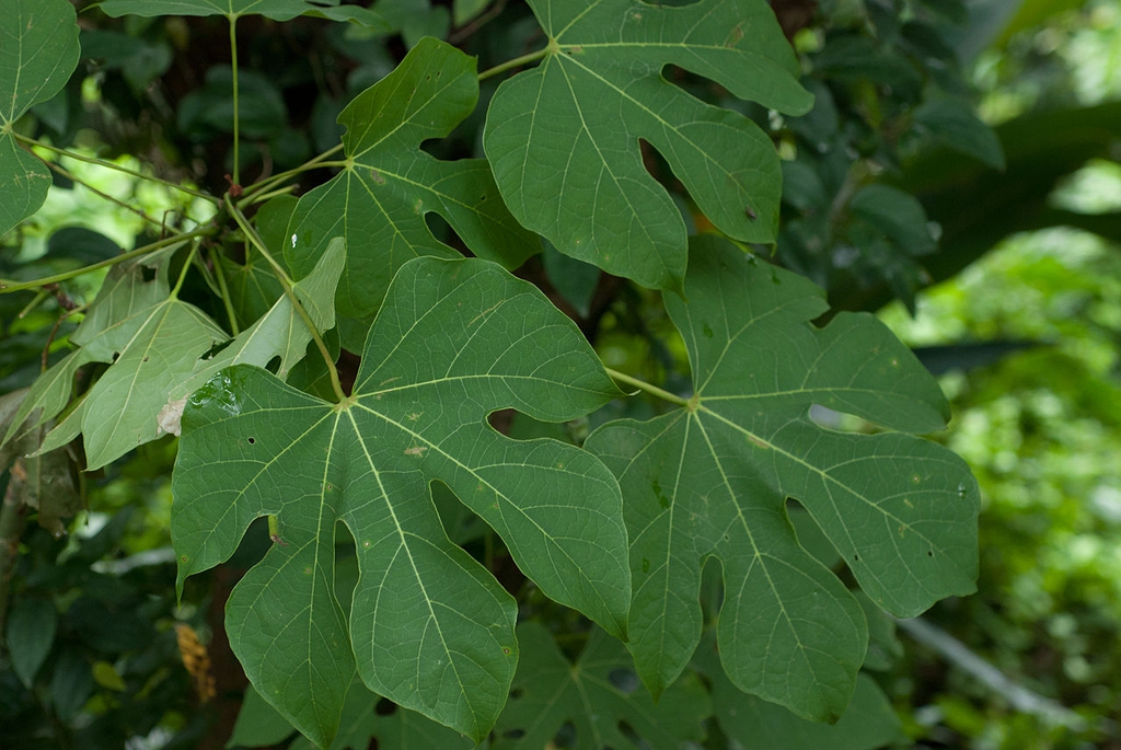 Leaves