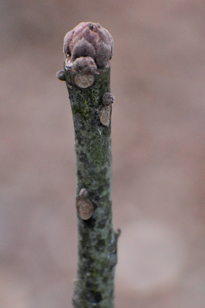 stout green bark with circular leaf scars buds above
