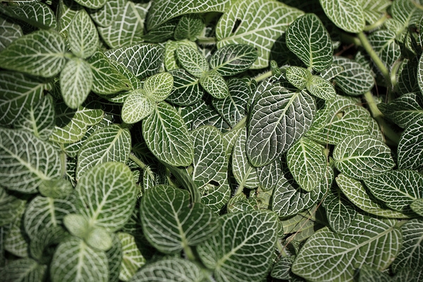 Leaves with white veins