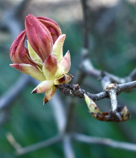 Flame Azalea flower buds