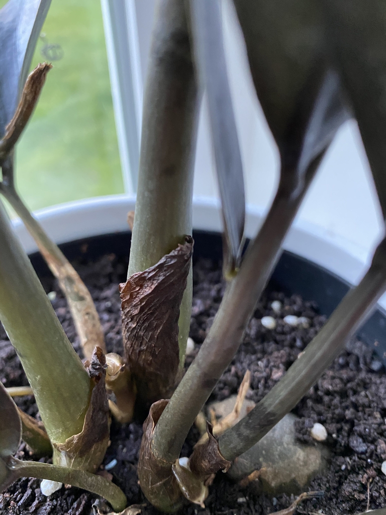 Close-up of the fleshy, erect petioles that store water.