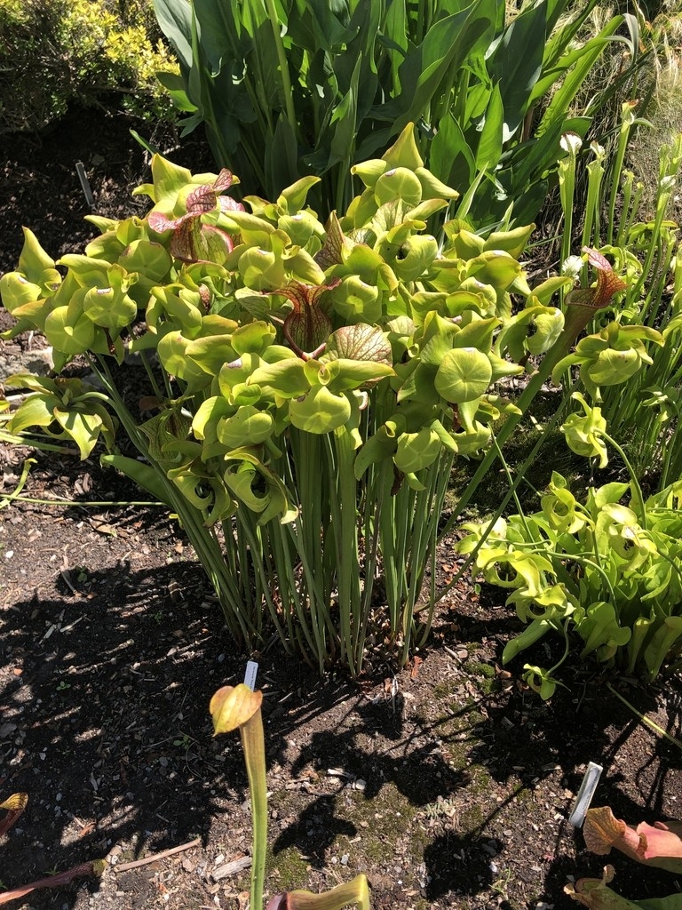 Green, down-facing flowers vastly outnumbering the leaves