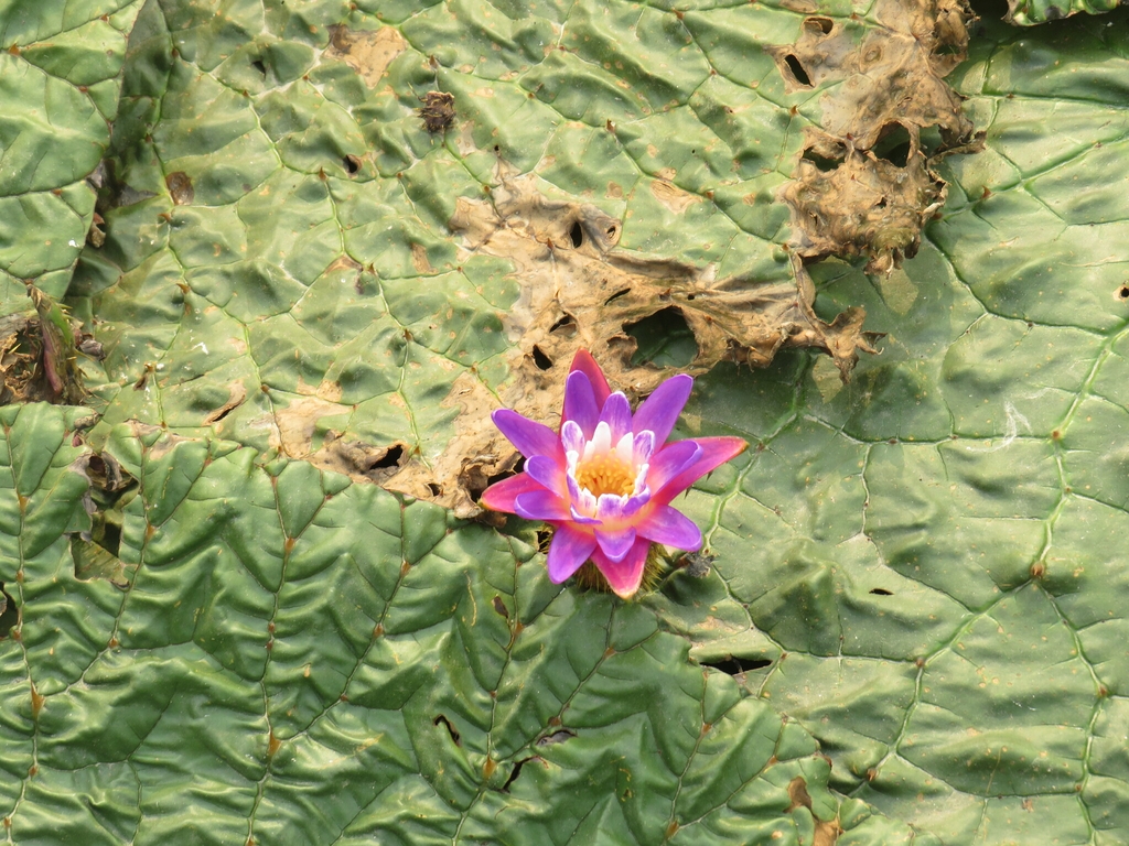 Flower & Leaf in April in Kamrup, Assam, India