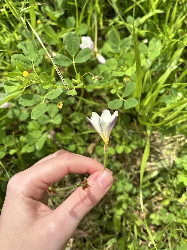 Flower in October in Onkaparinga, Australia