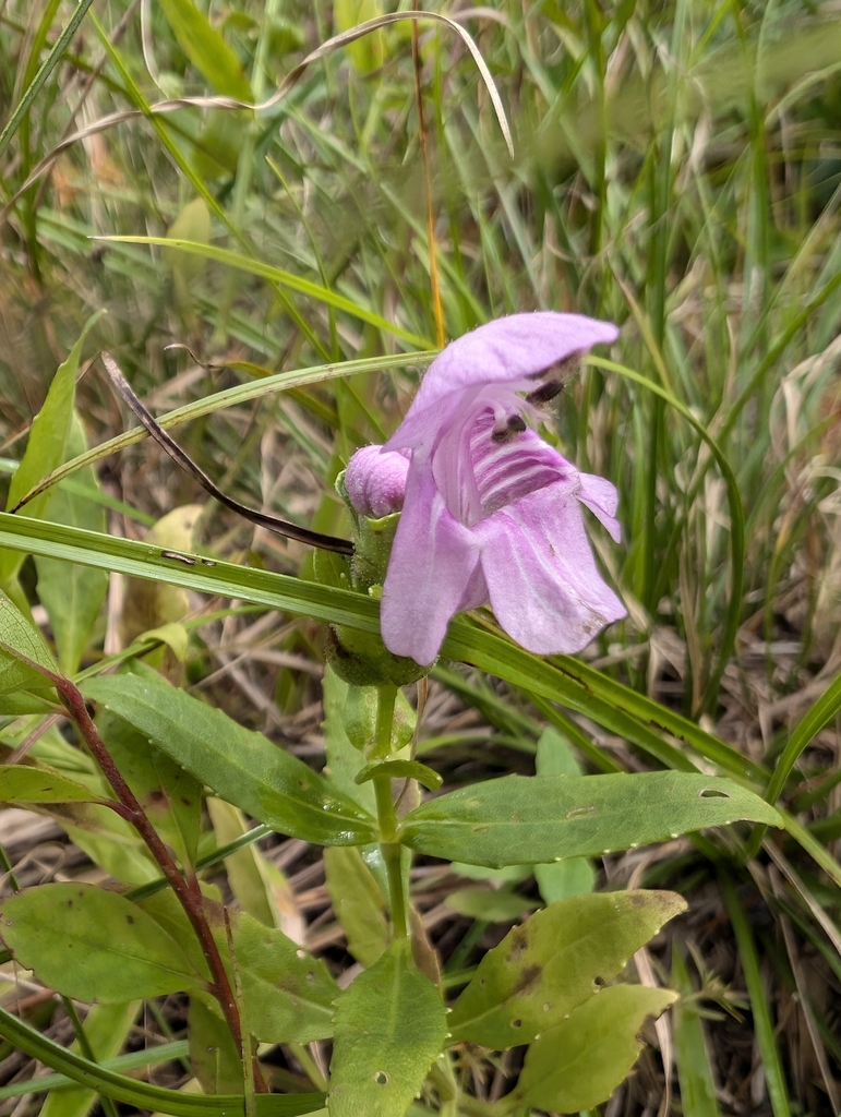 Flower in September in Craven County, North Carolina