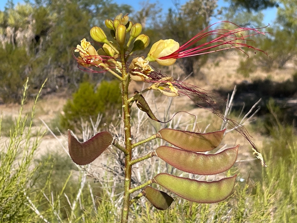 Flower, buds & fruit in August in San Bernadino, California