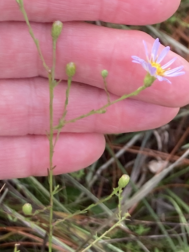 Fingers cradling buds and one open head with lavender rays.