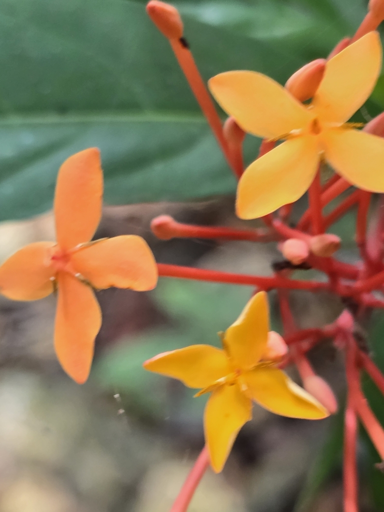 Flower closeup in February in Ko Samui District< Thailand