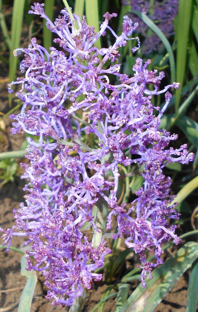 Flower spike closeup in May in Lublin, Poland