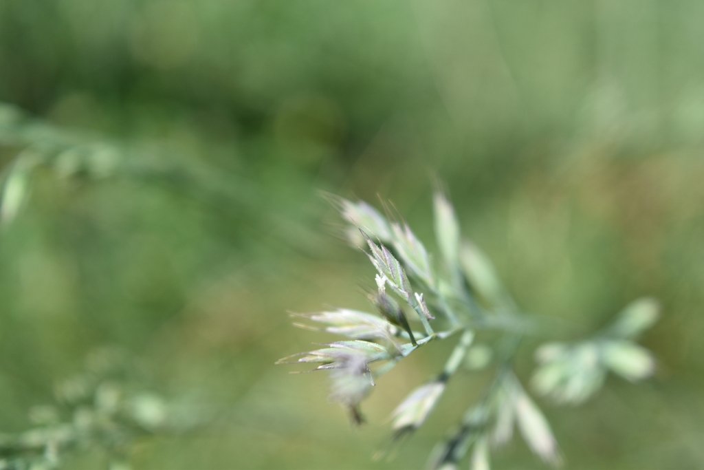 Flower Closeup in June in 15380 Le Falgoux, France