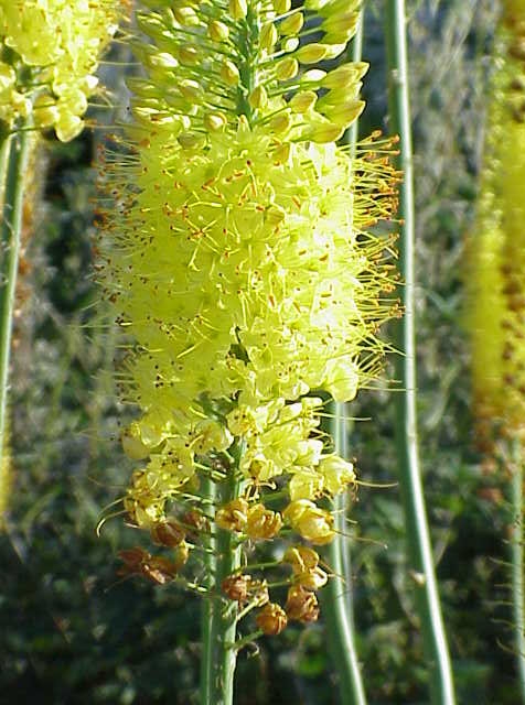 Closeup Cone shaped inflorescence on stalks with yellow flowers