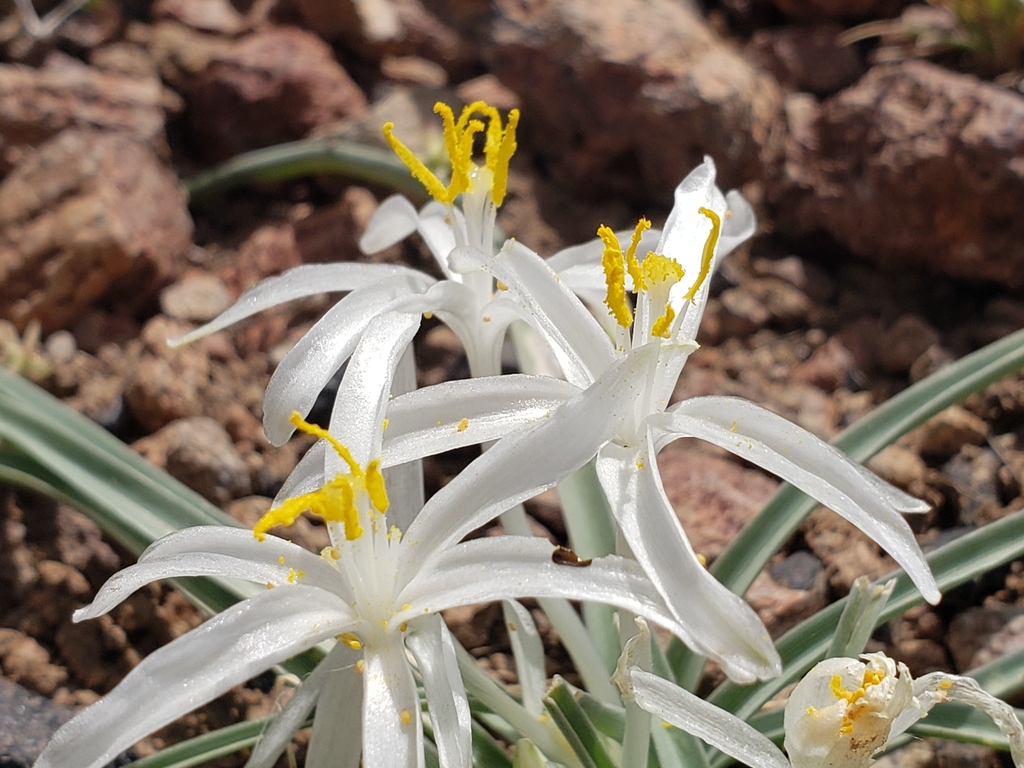 Flower Closeup in May in Washoe County, North Carolina