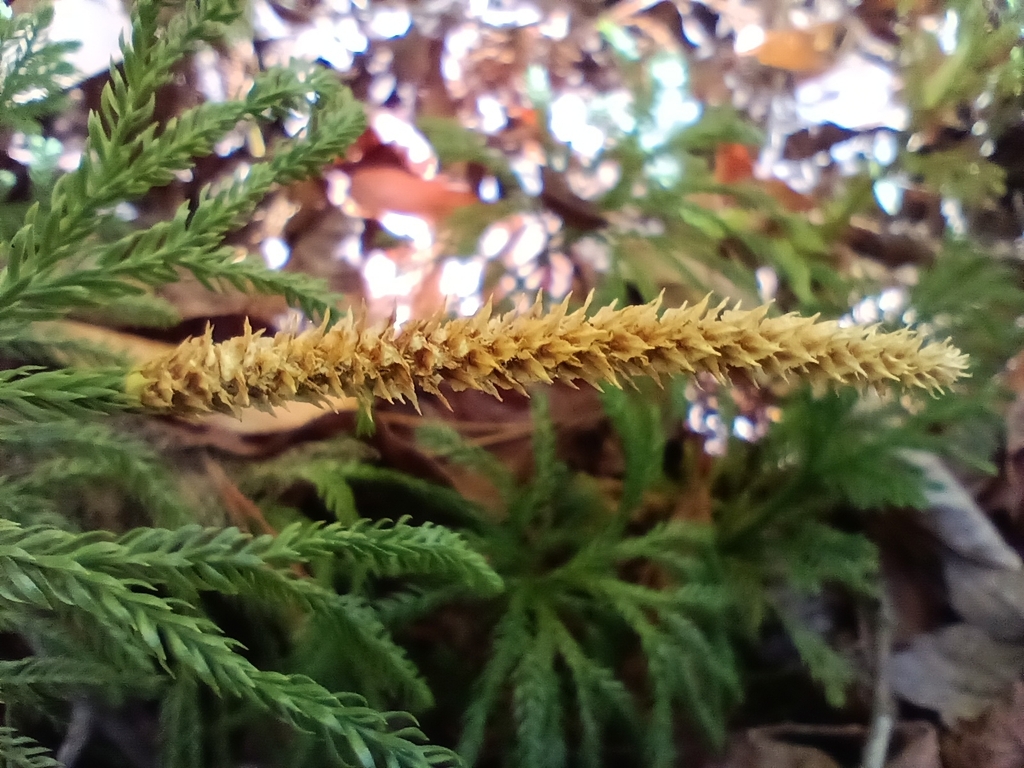 Flower closeup in October in Union County, Tennesse