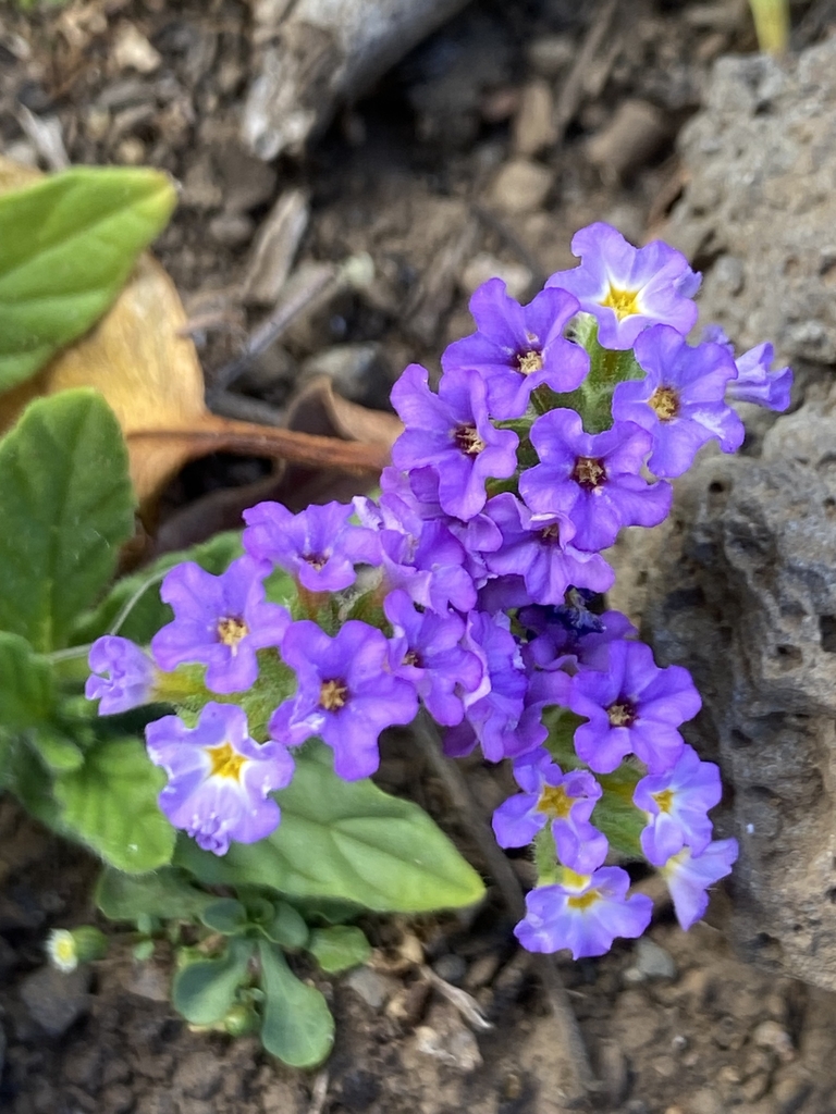 Flower closeup in September in Kalawao County, Hawaii