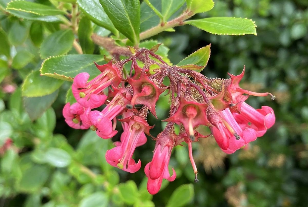 Flower details in September in Clatsop County, Oregon