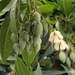 Flowers & Fruits in October in Kerala, India