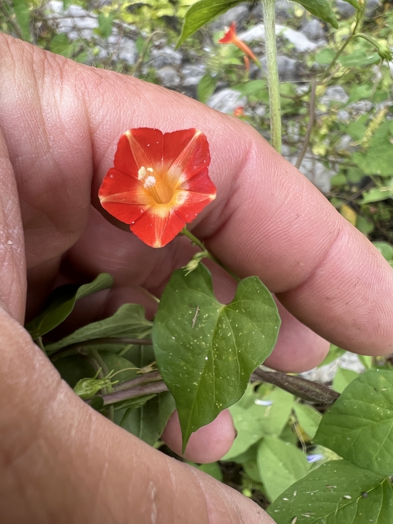 Flower and leaf in September in Hale County, Alabama