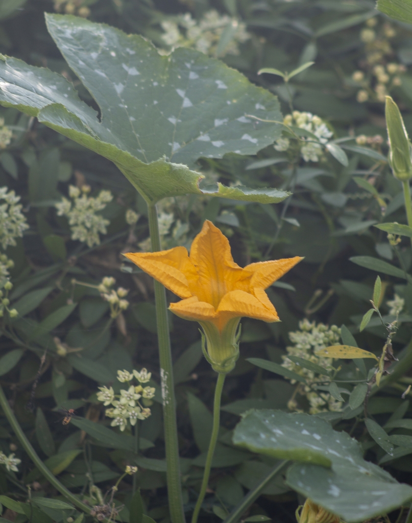 Flower and leaf in September in Culiacán, Sin., México