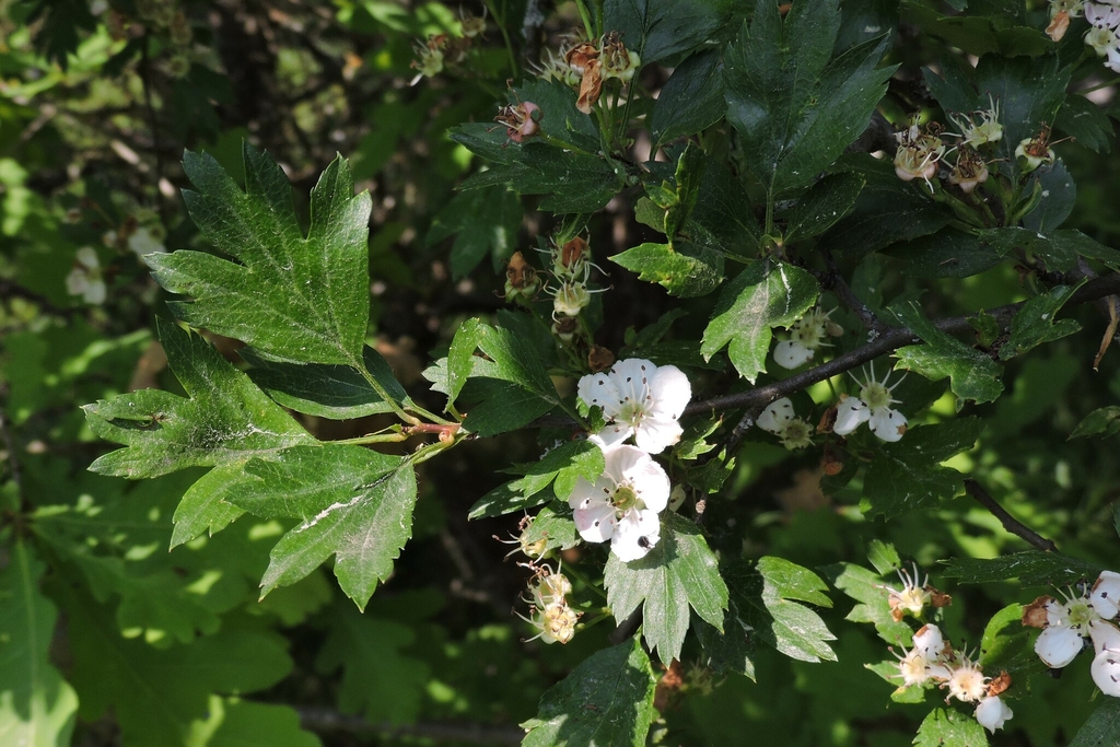 Leaves and Flowers in May in Ukraine