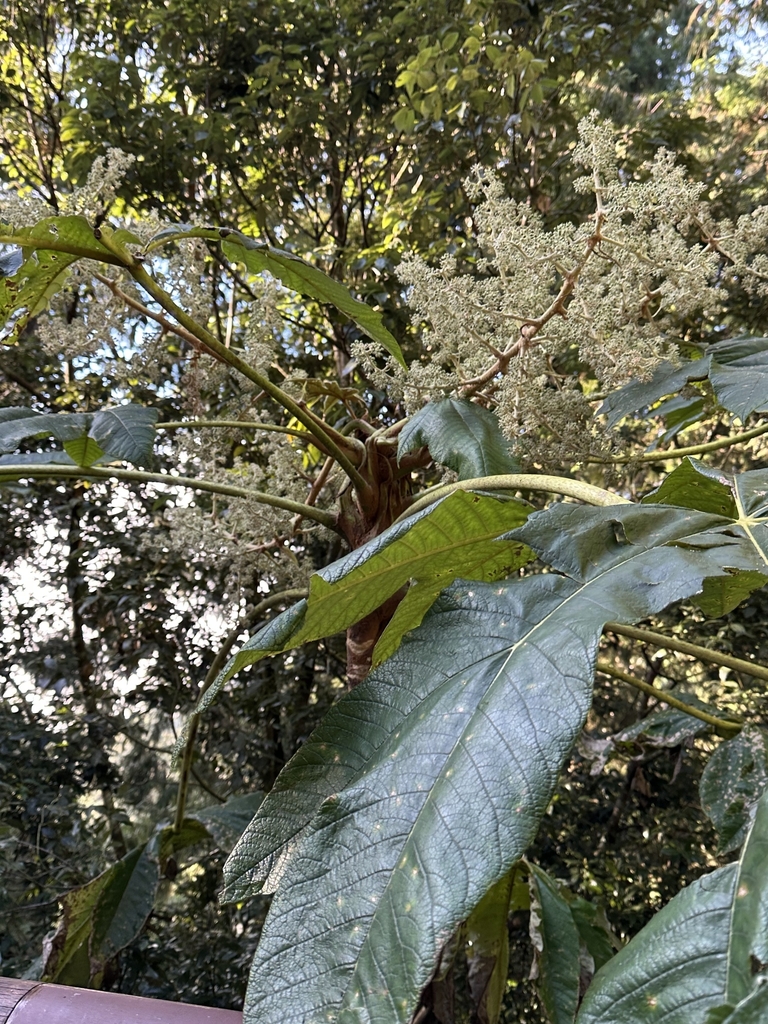 Flowers and leaves in November in Chiayi County, Taiwan