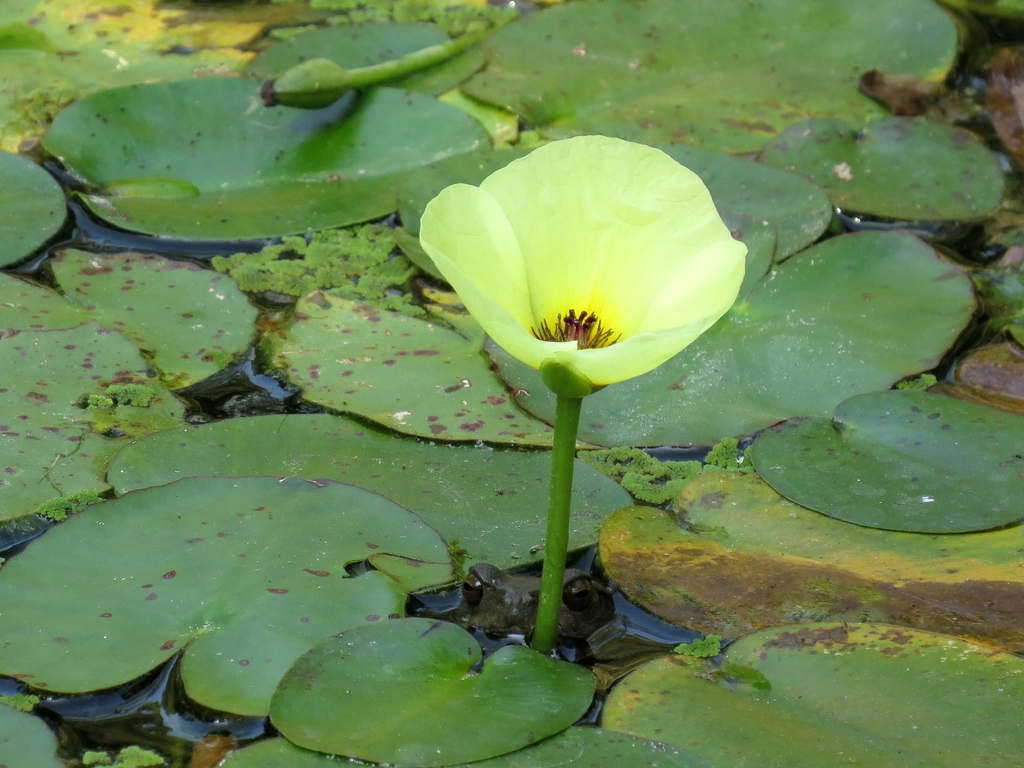 Flower and leaves in October in Hsinchu County, Taiwan