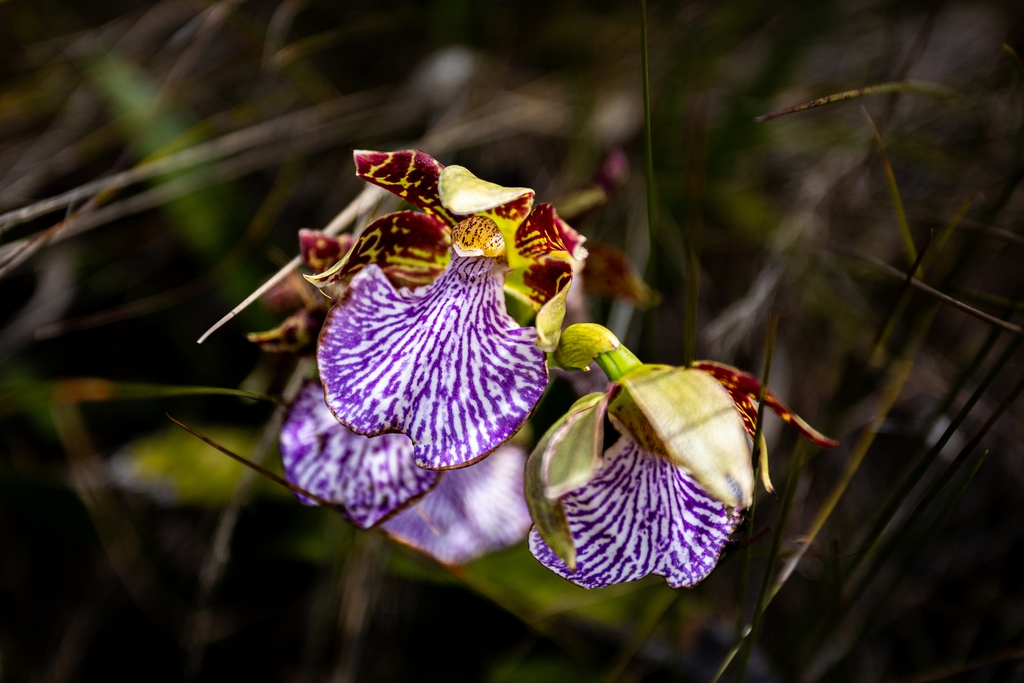 Flower maculatum in June in Rio de Janeiro, Brazil