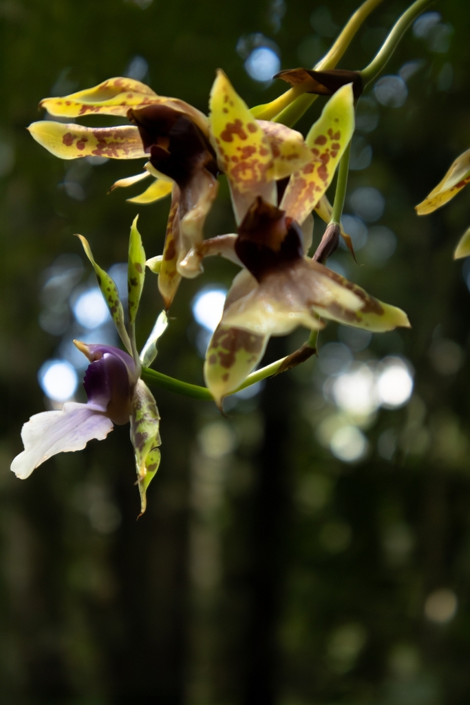 Flower maxillaire in April in Sao Paulo, Brazil