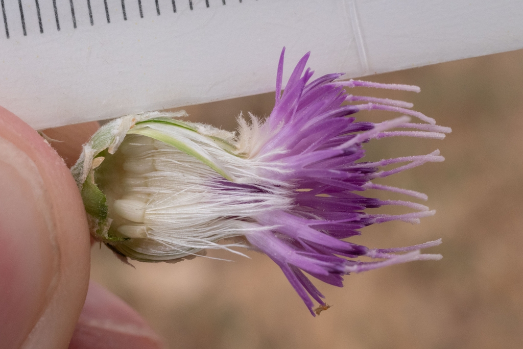 Flower section in June in Uintah County, Utah