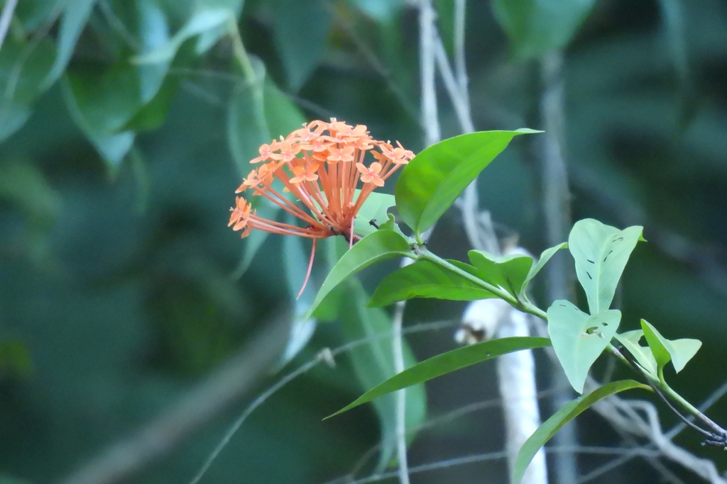 Flower in April in Hat Yai District in Thailand