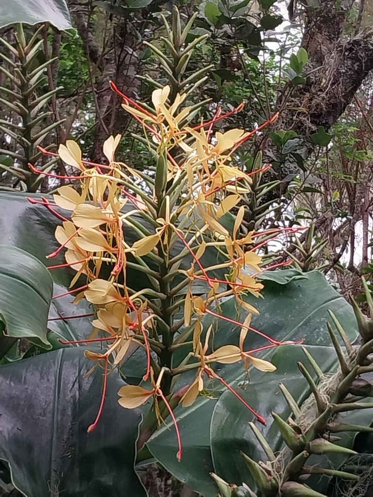 orange yellow petals with orange stamens