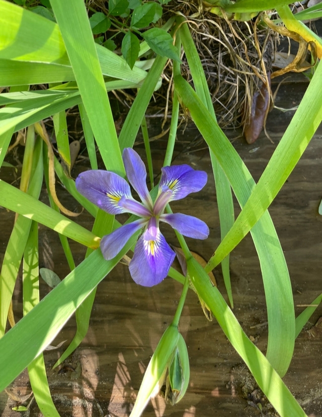 Flower in August in East Baton Rouge Parish, Louisiana