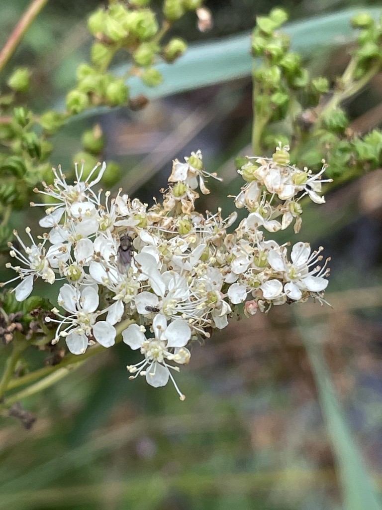 Flower in August in Gouvy, Belgium