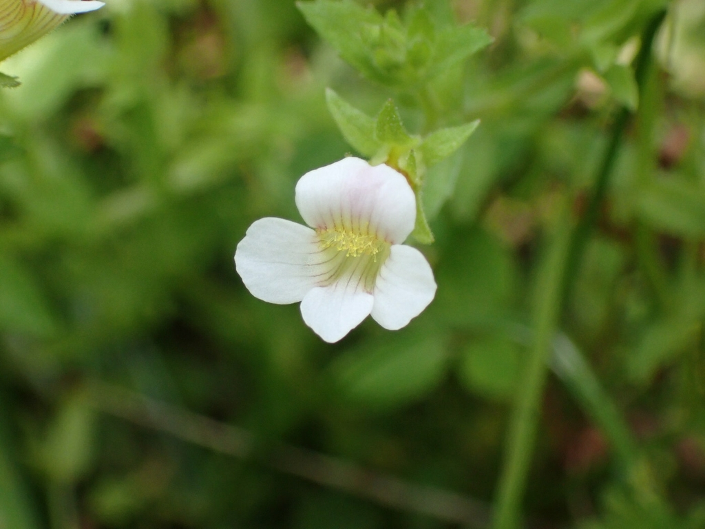Flower in August in Macon County, North Carolina