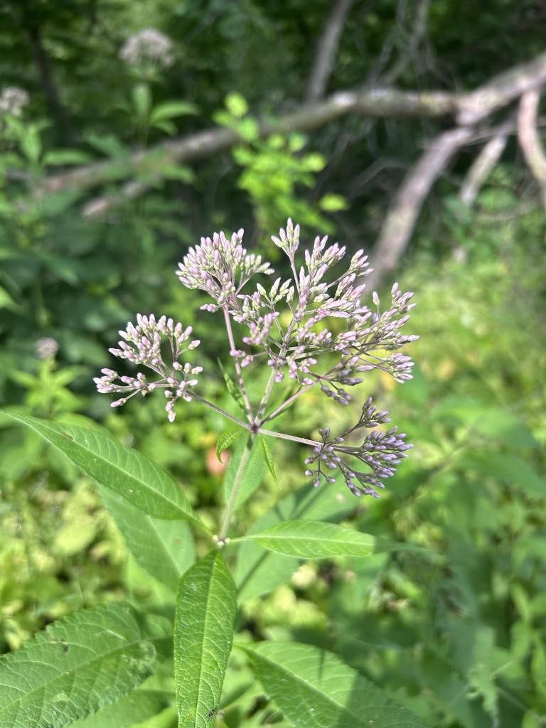 Flower buds
