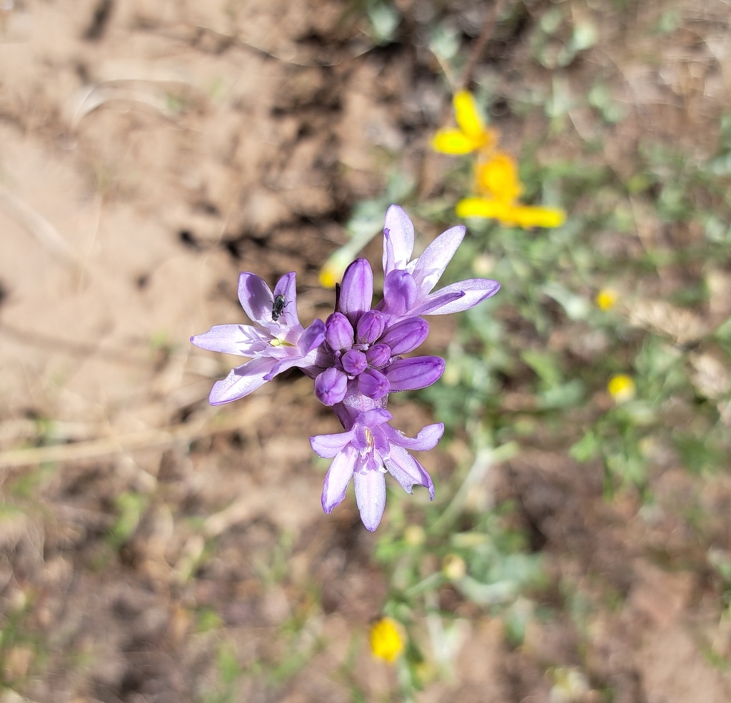 Flower buds in June in Ashland, Oregon