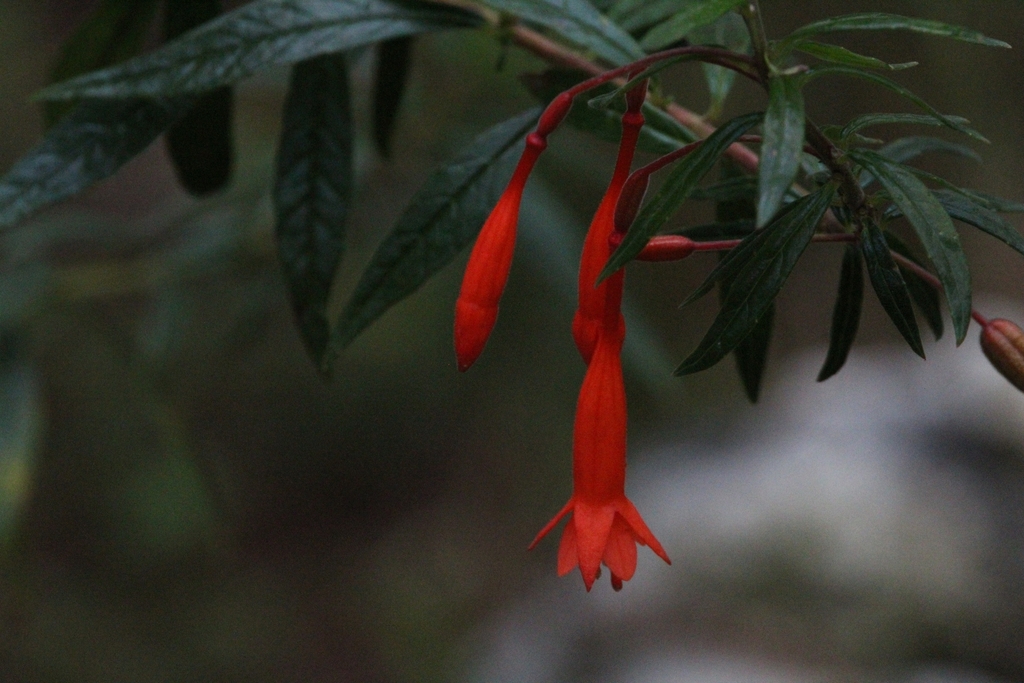 Flower and buds in June in Pedernales County, Domnic Republic