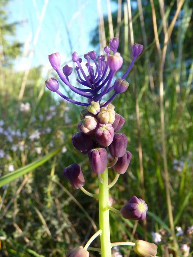 Muscari comosum Flower in May in Gard, Languedoc-Roussil, France