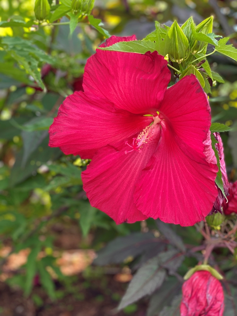 Flower/Buds - Summer - Mecklenburg Co., NC