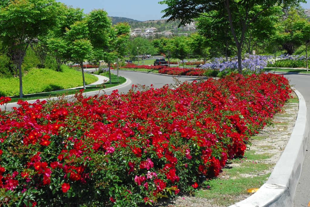 Red 'Noare' in the landscape