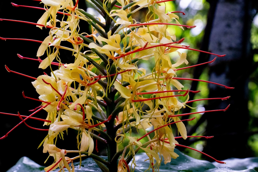 Closeup of flowers with red styles