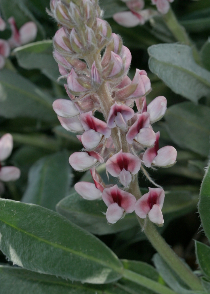 Flower Closeup - May - Pender Co., NC